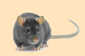 rat & mouse